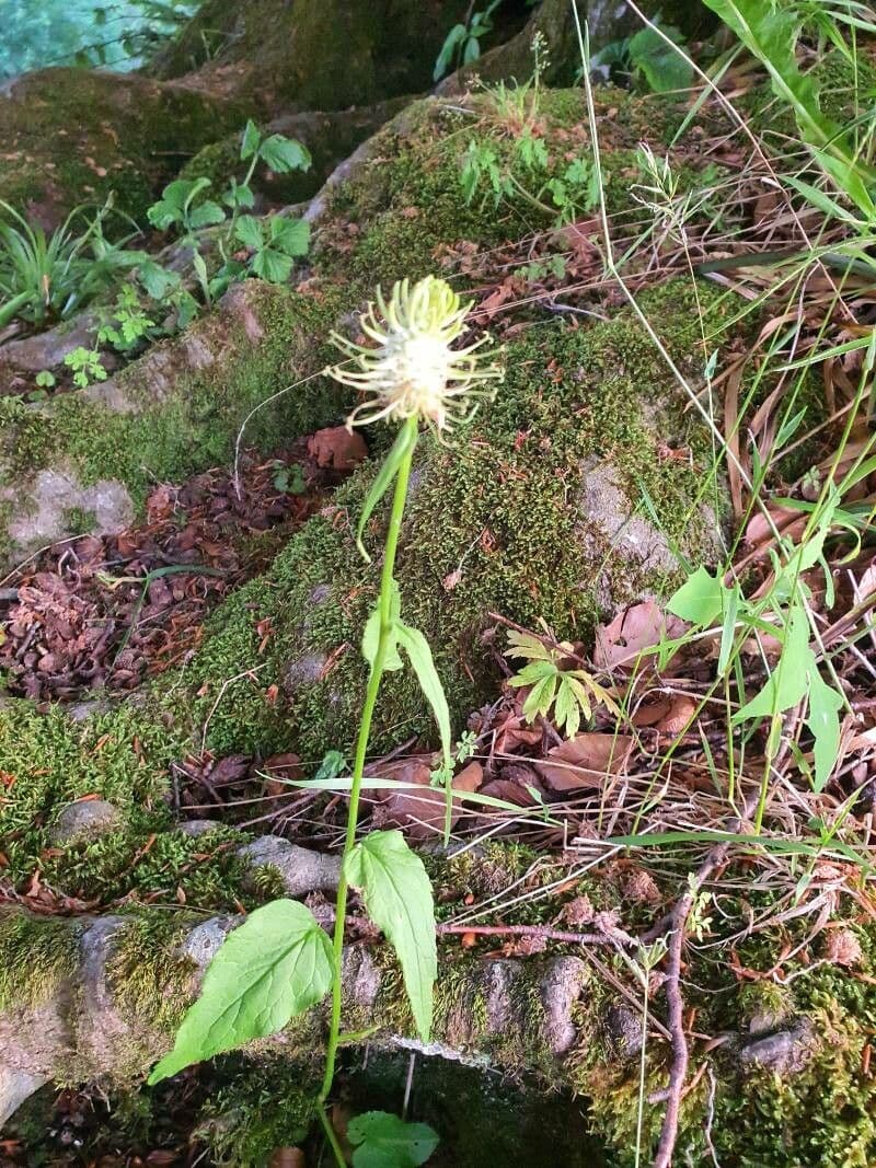 Phyteuma spicatum