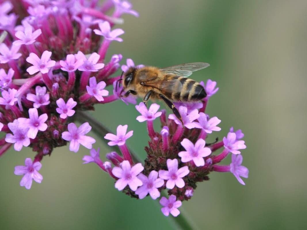 Verbena bonariensis