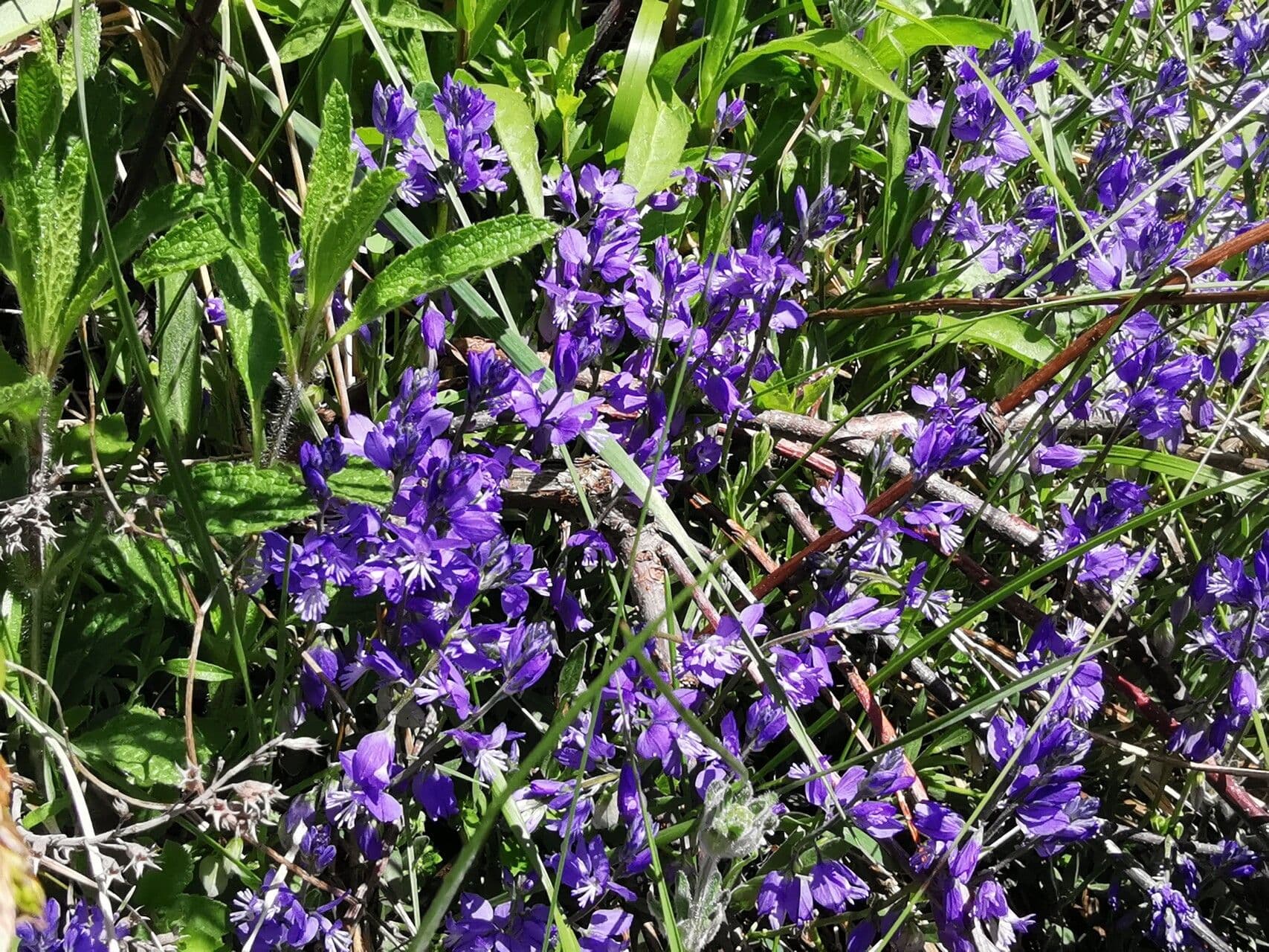 Polygala alpina