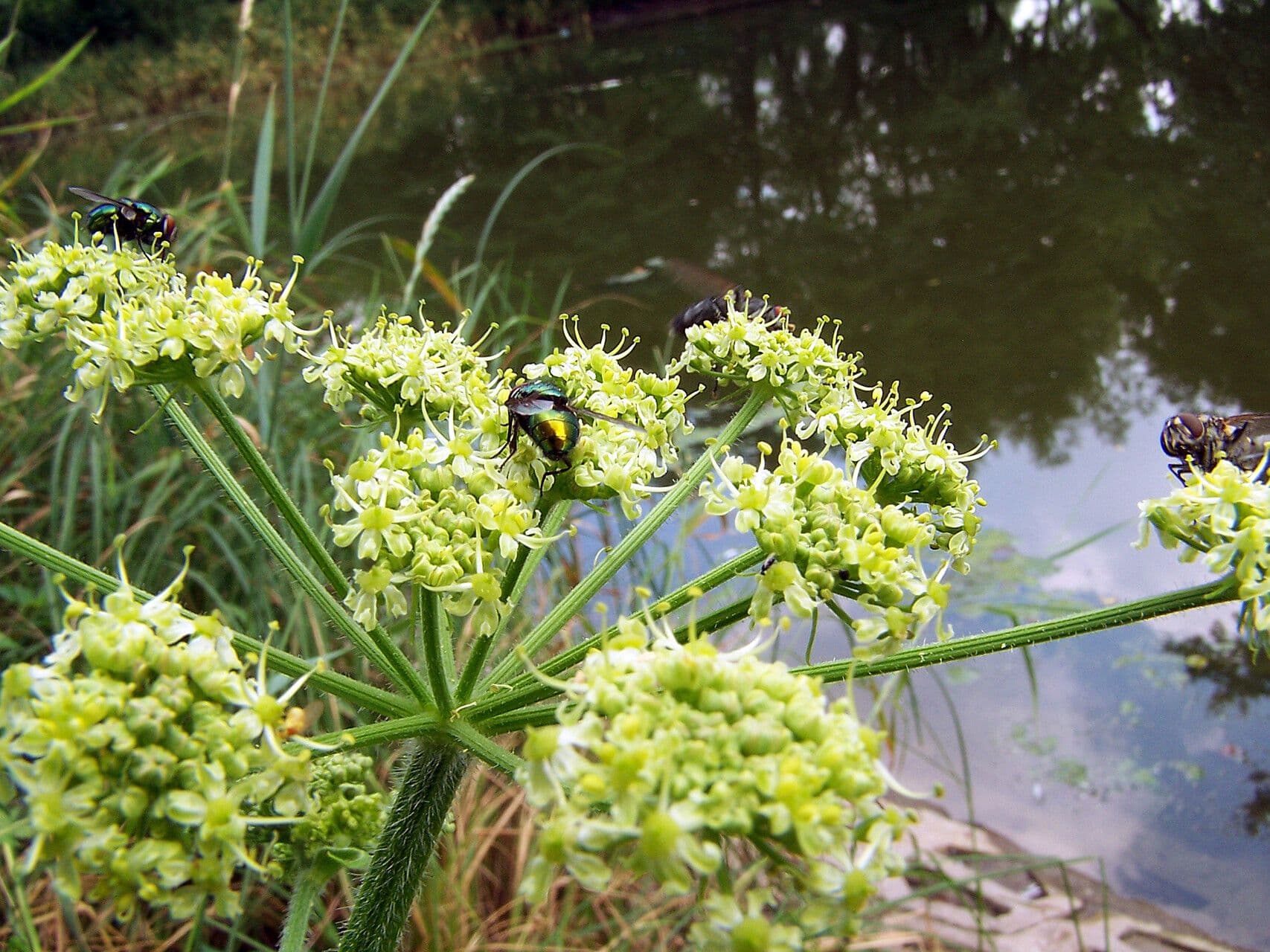 Bunium bulbocastanum