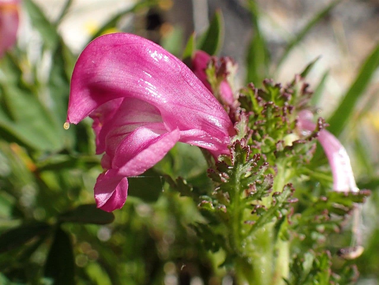 Pedicularis gyroflexa