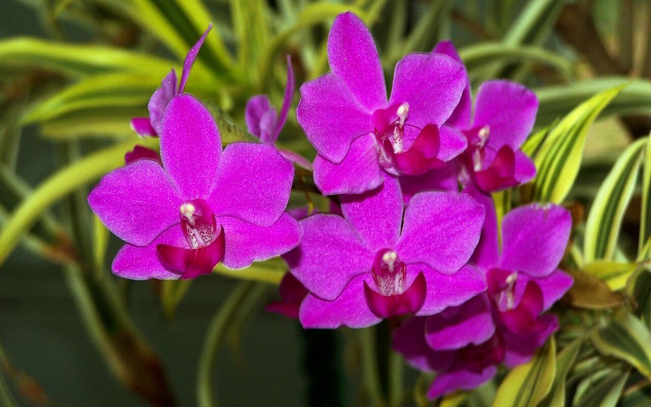 Spathoglottis unguiculata