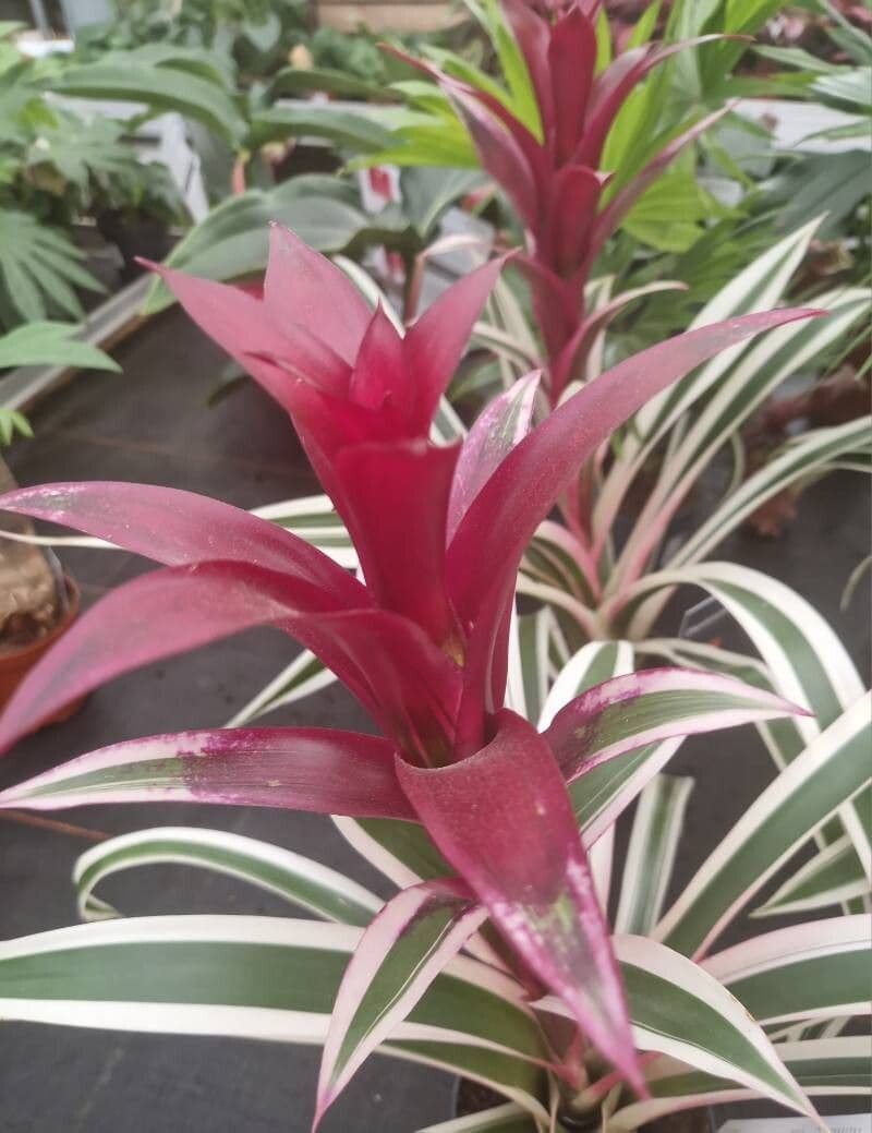 Guzmania monostachia