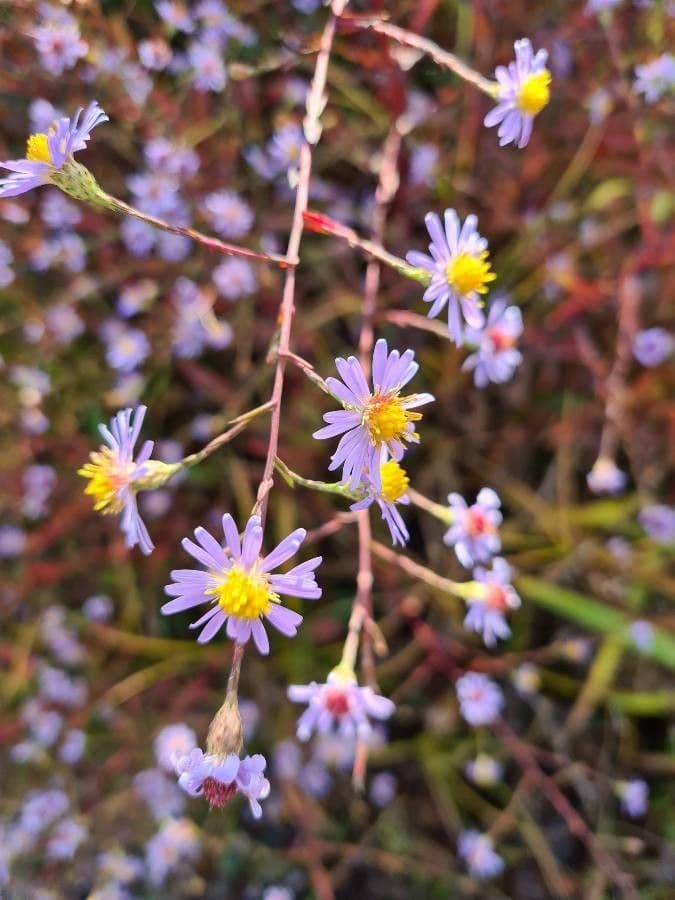Symphyotrichum oolentangiense