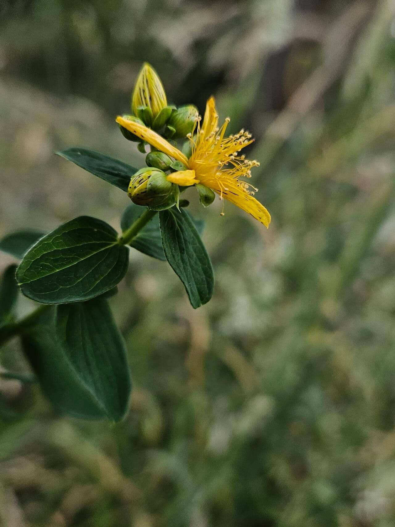 Hypericum maculatum