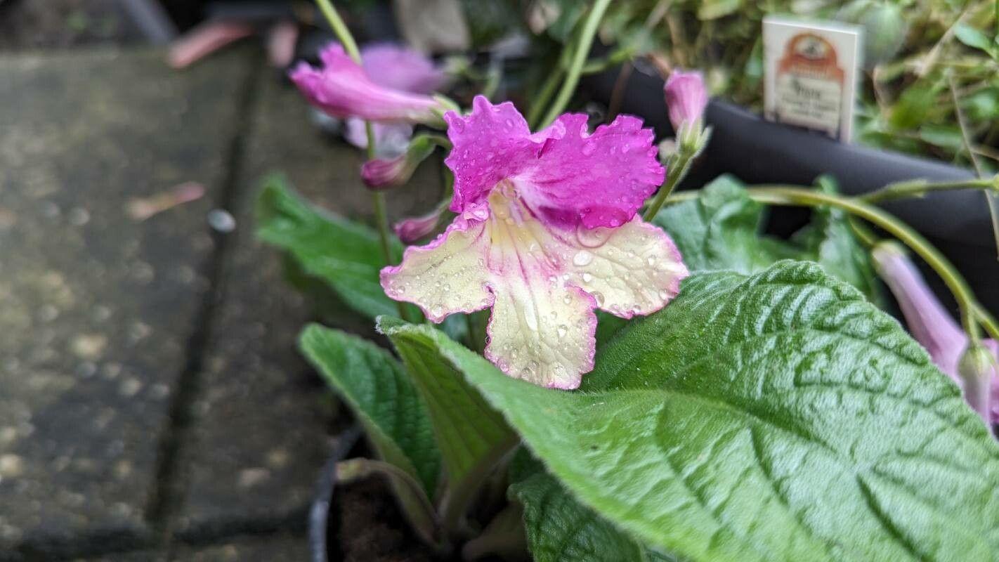 Streptocarpus albus