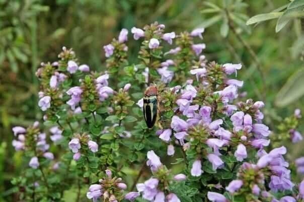 Prostanthera cuneata