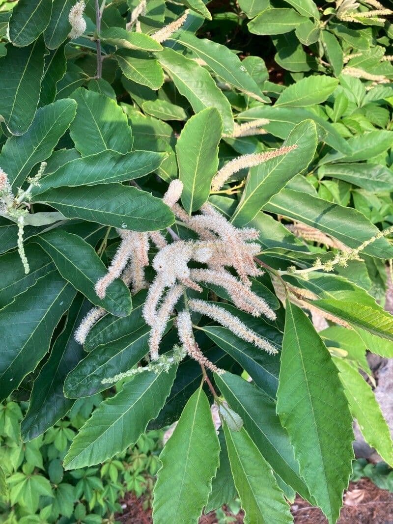 Castanea pumila