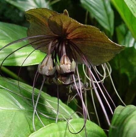 Tacca chantrieri