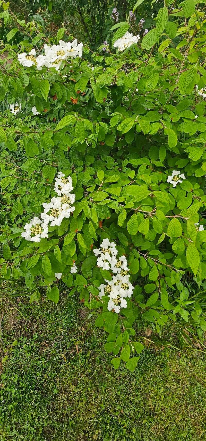 Viburnum lantanoides