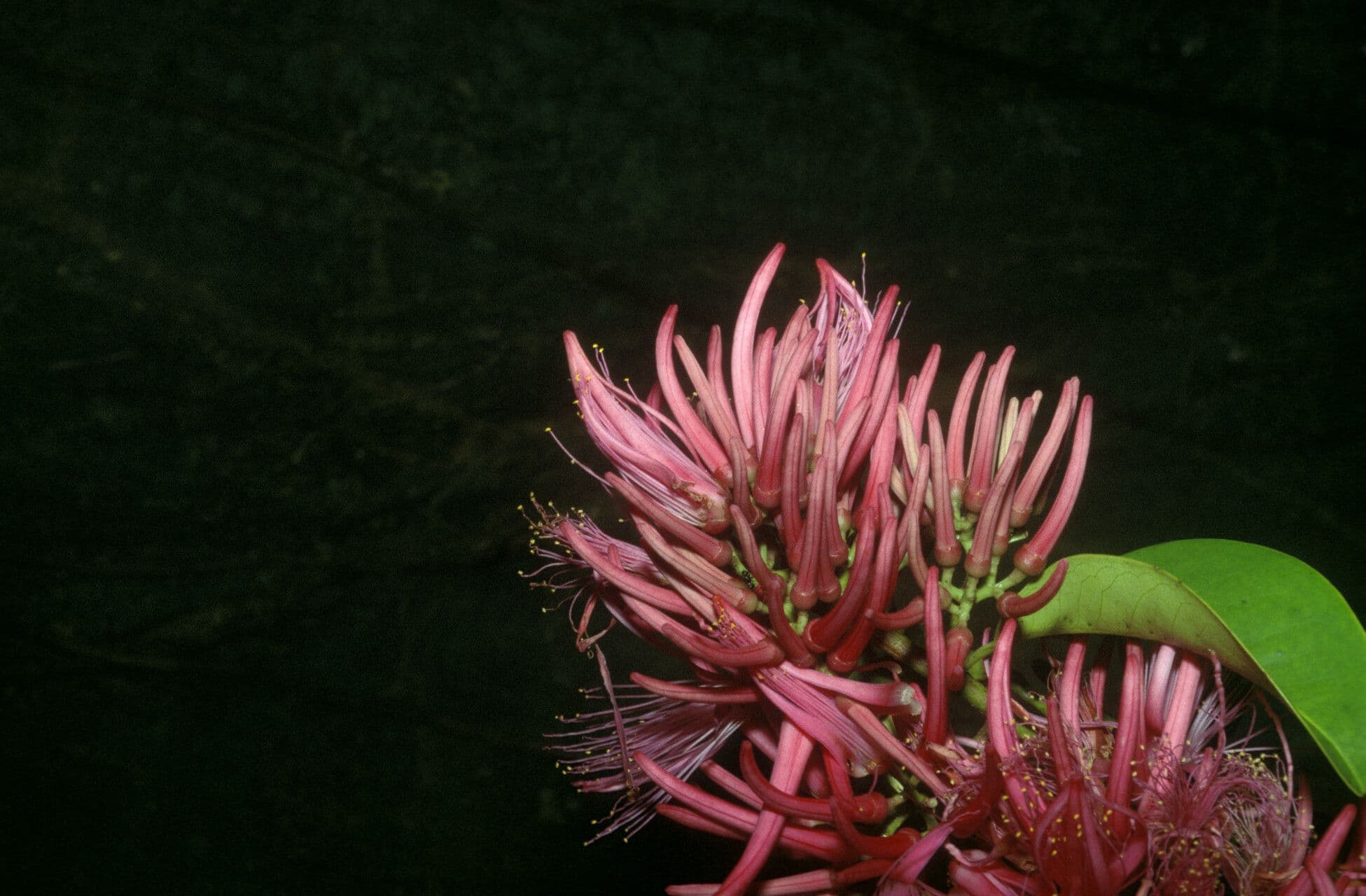 Vantanea guianensis