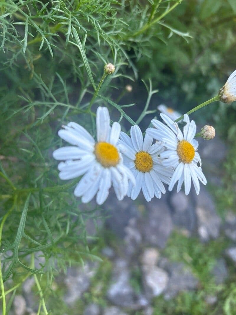 Argyranthemum foeniculaceum