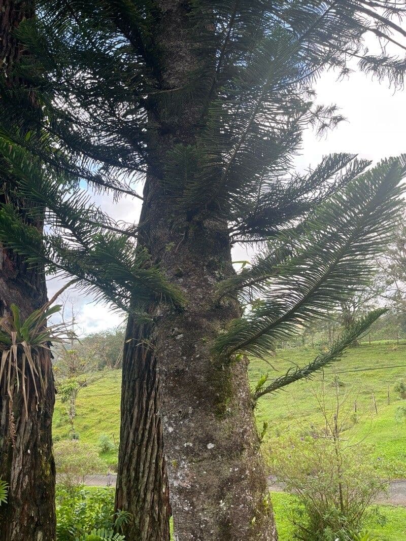 Araucaria columnaris