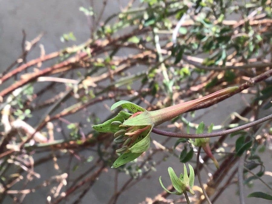Tropaeolum pentaphyllum