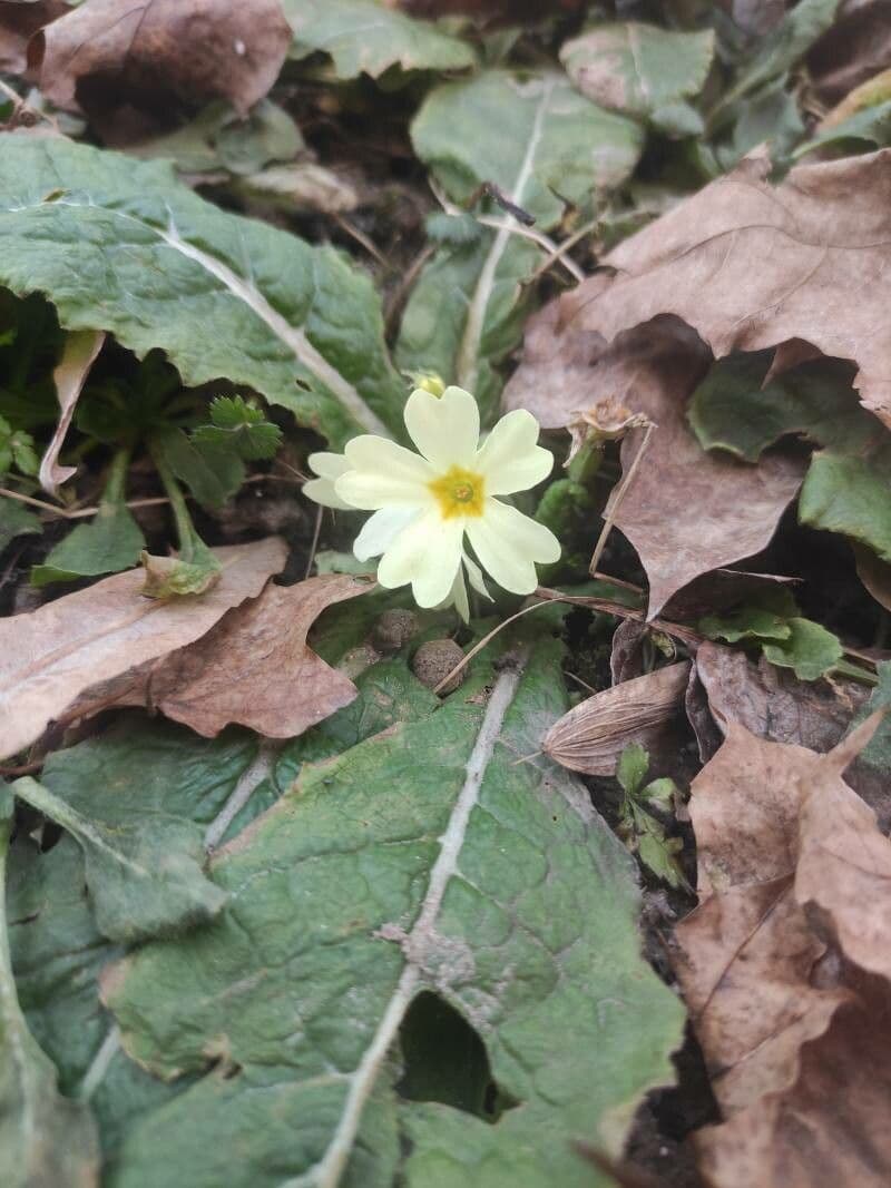 Primula vulgaris