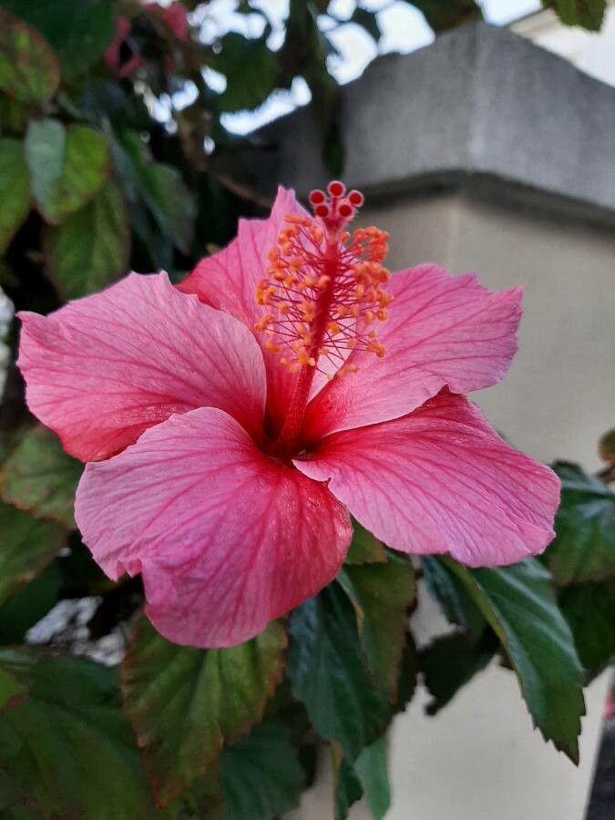 Hibiscus rosa-sinensis