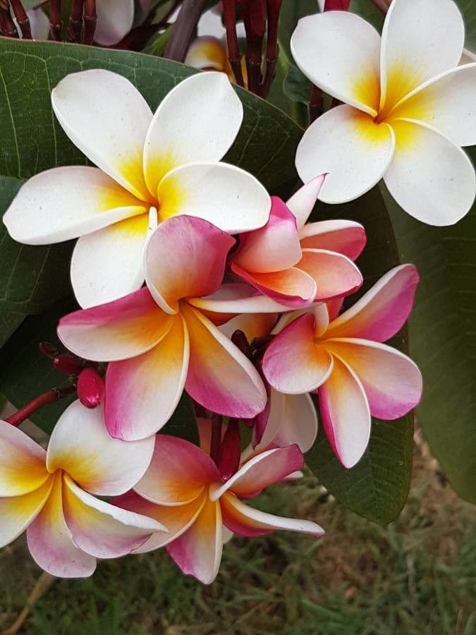 Plumeria rubra