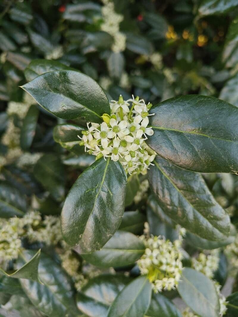 Ilex cornuta