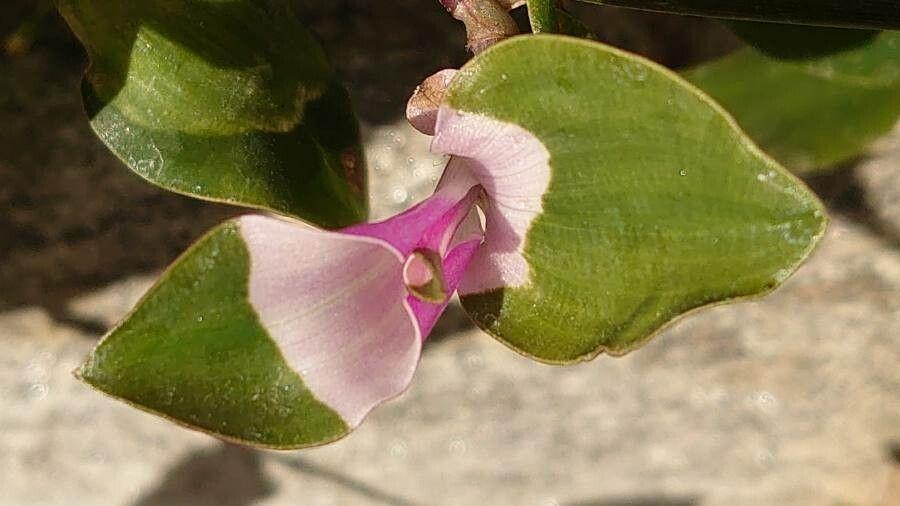 Tradescantia fluminensis