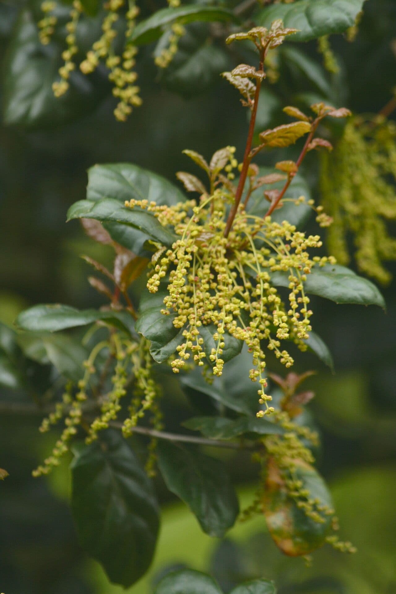 Quercus agrifolia