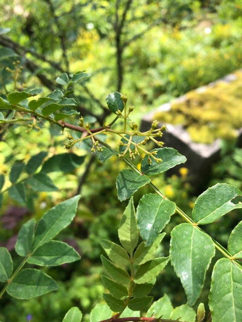 Zanthoxylum americanum