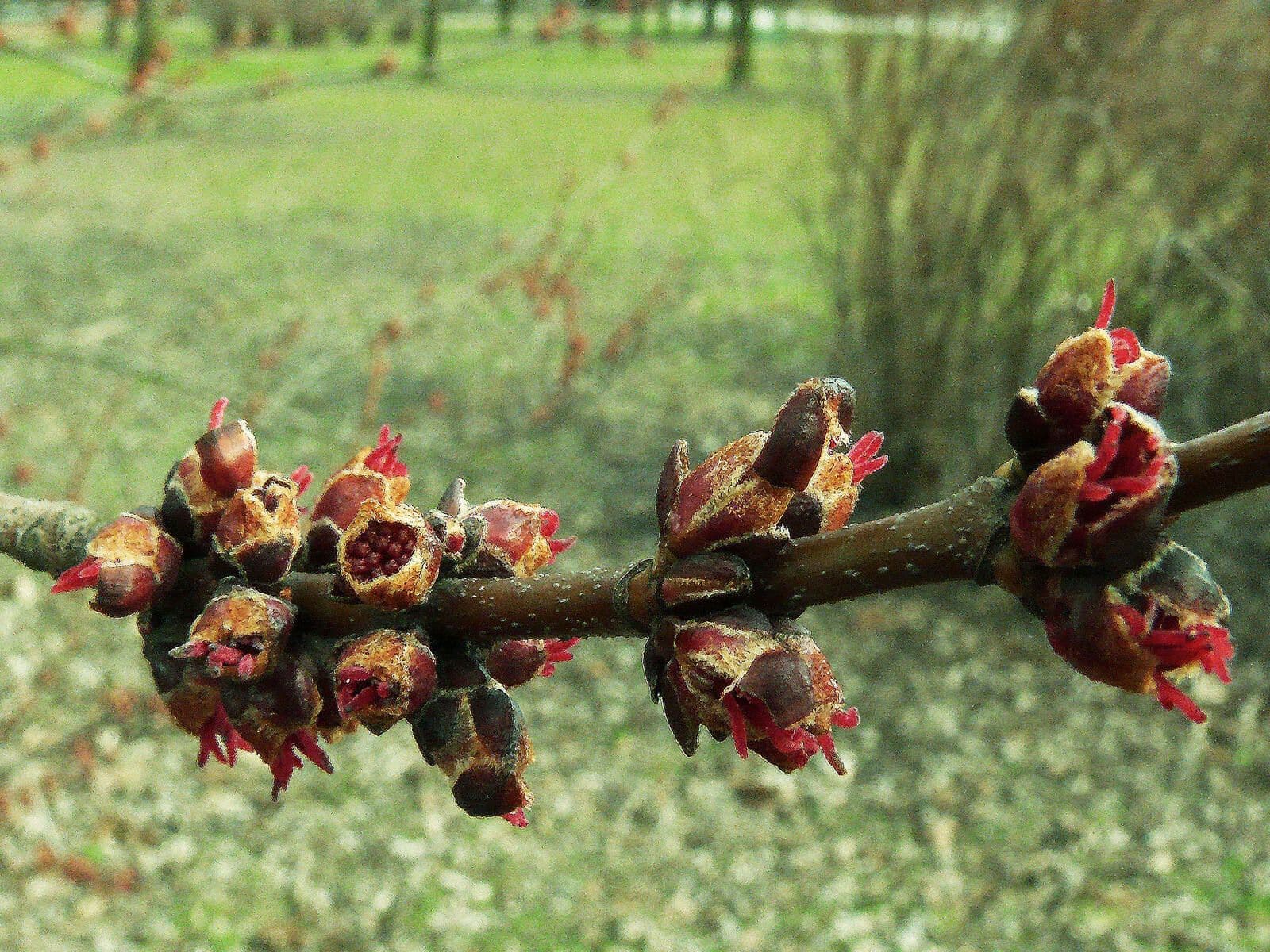 Acer saccharinum