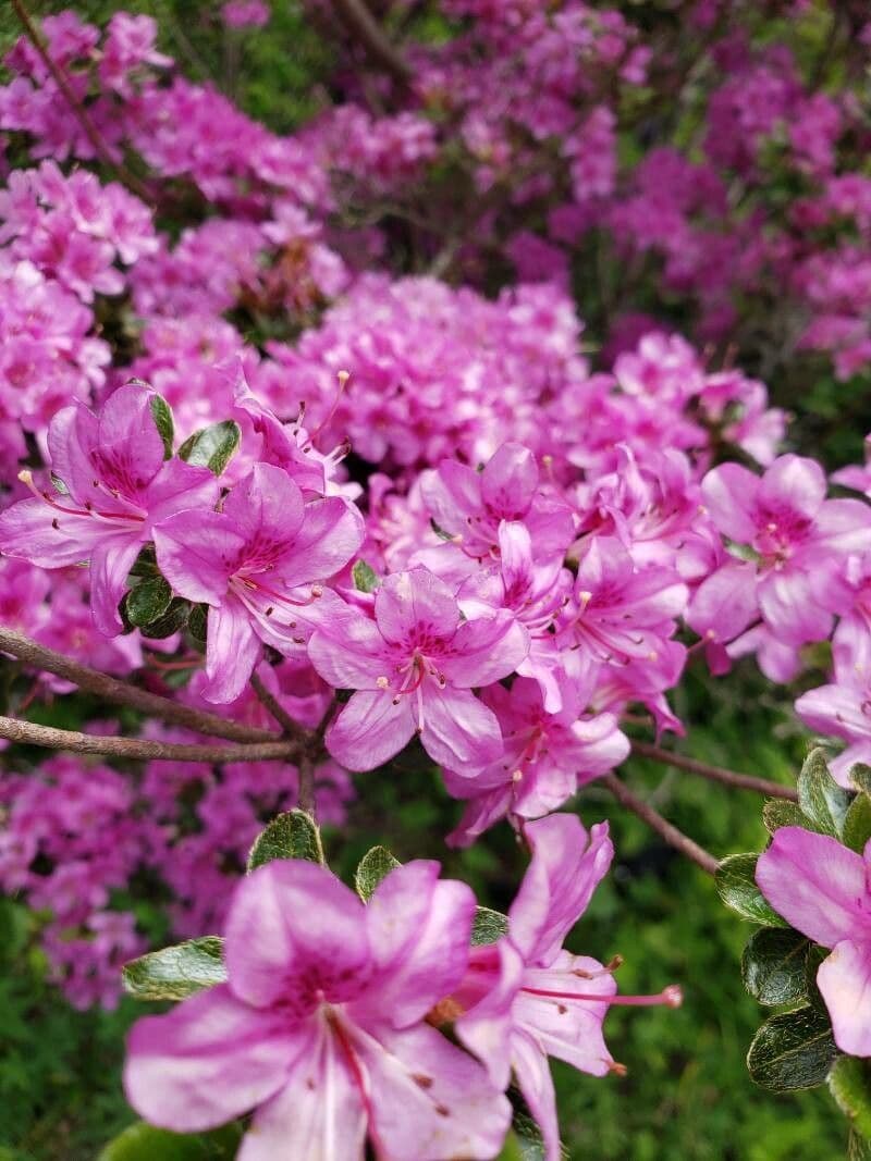 Rhododendron indicum