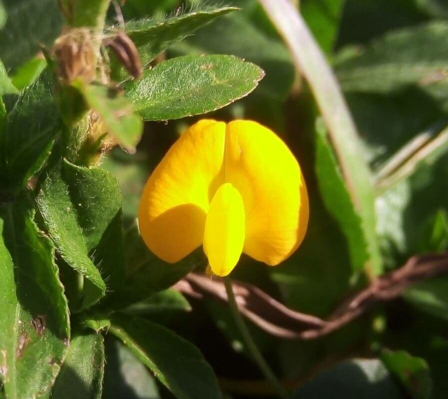 Arachis hypogaea