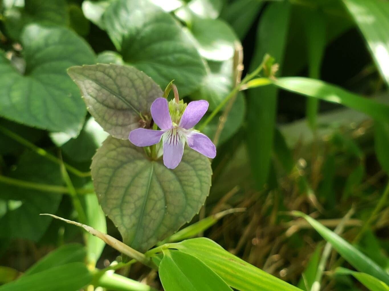 Viola labradorica