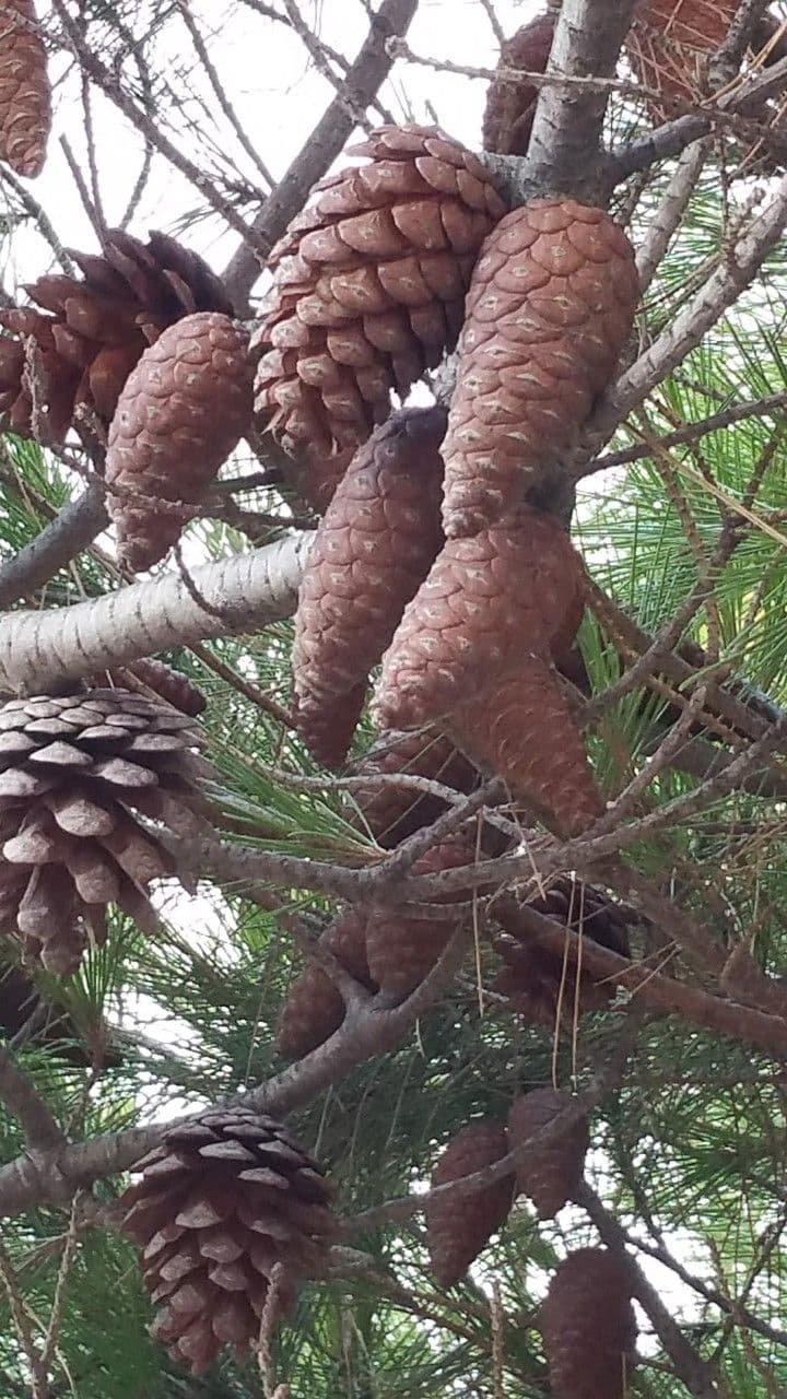 Pinus halepensis