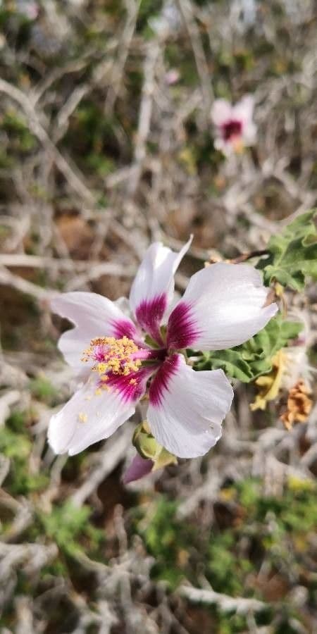 Malva canariensis