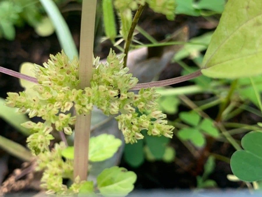 Pilea pumila