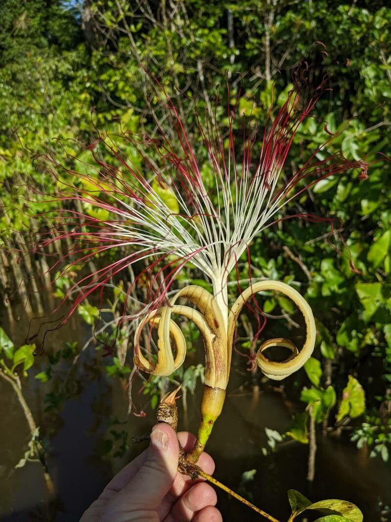 Pachira aquatica