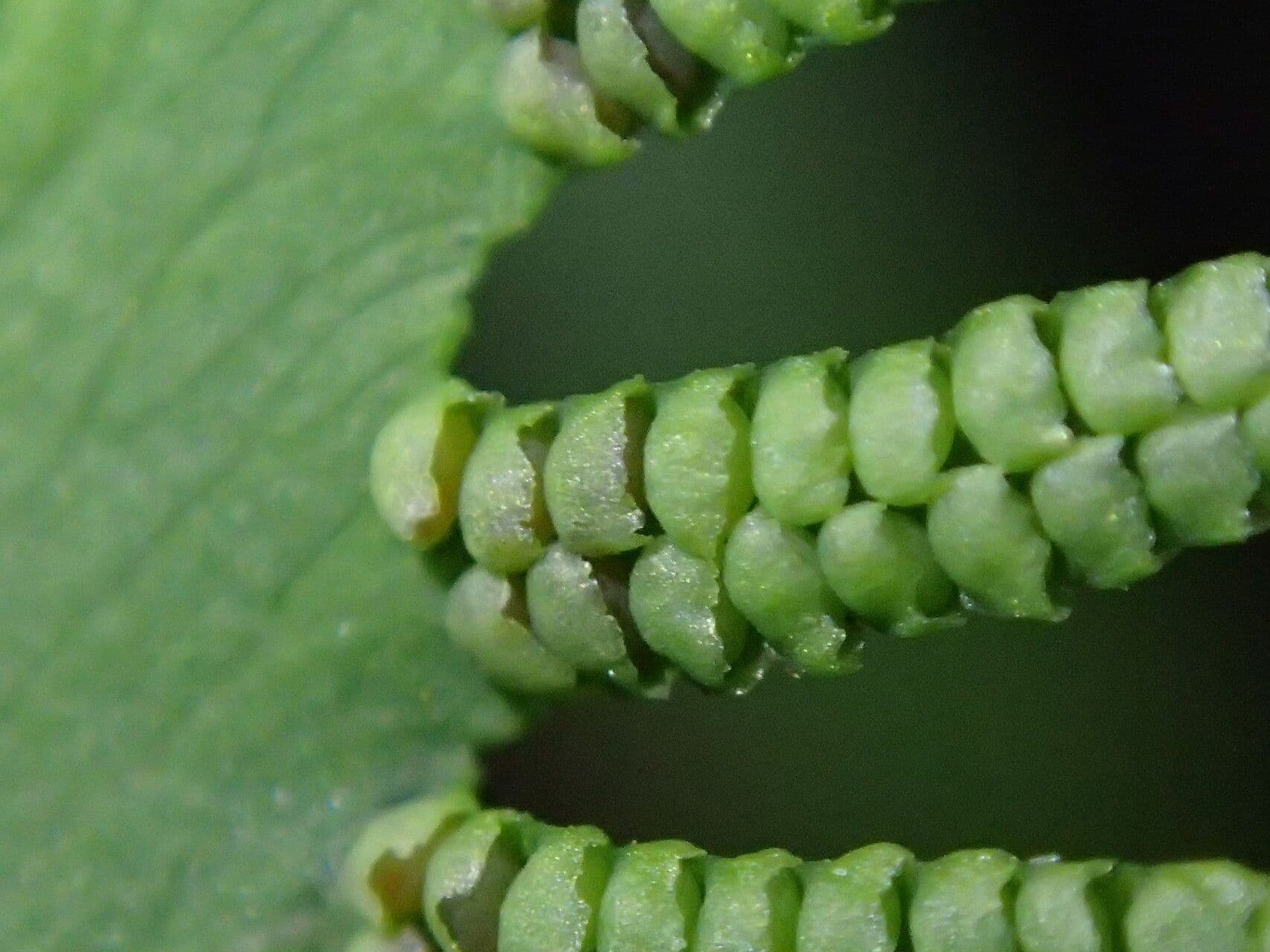 Lygodium microphyllum