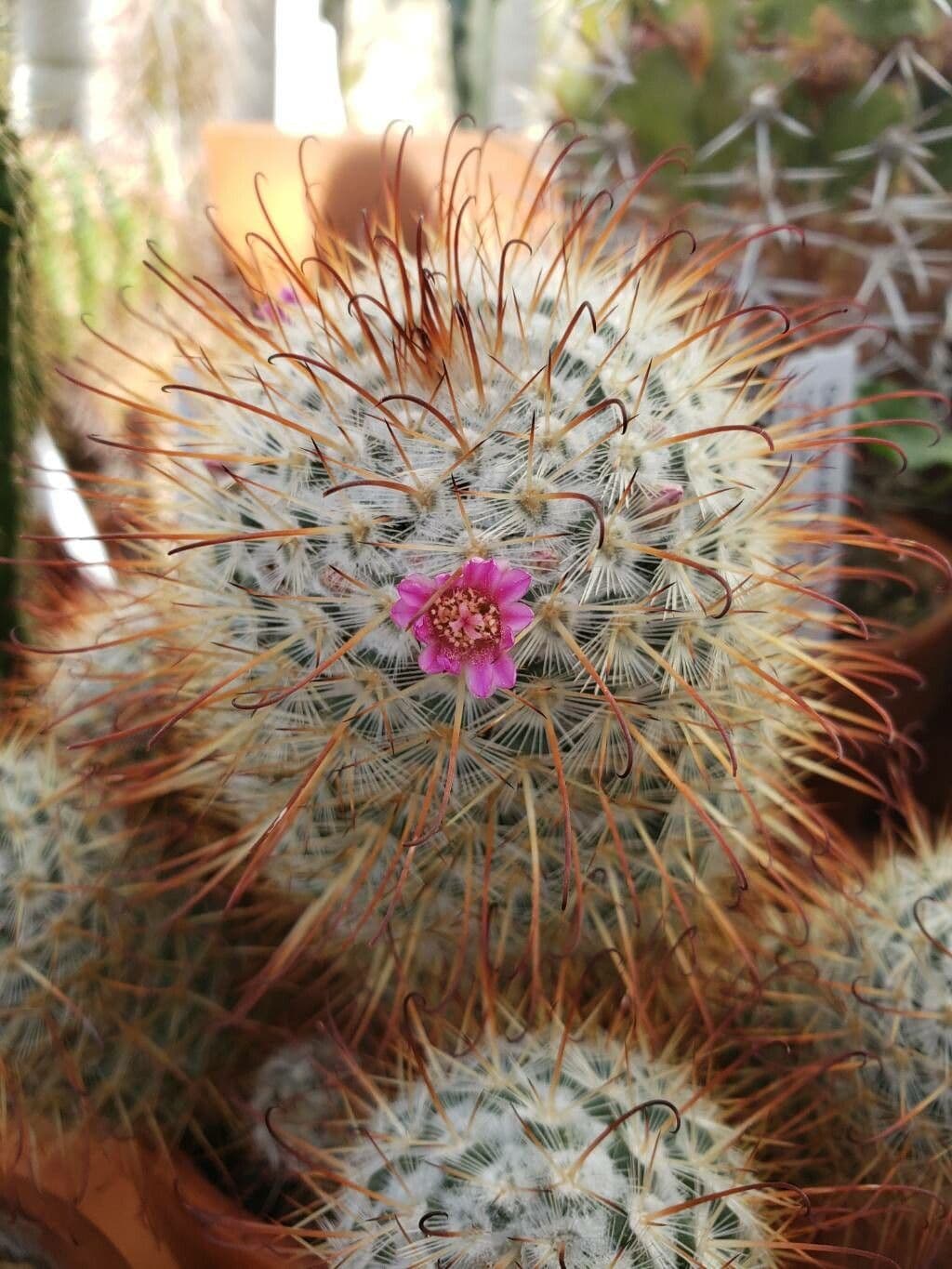 Mammillaria bombycina