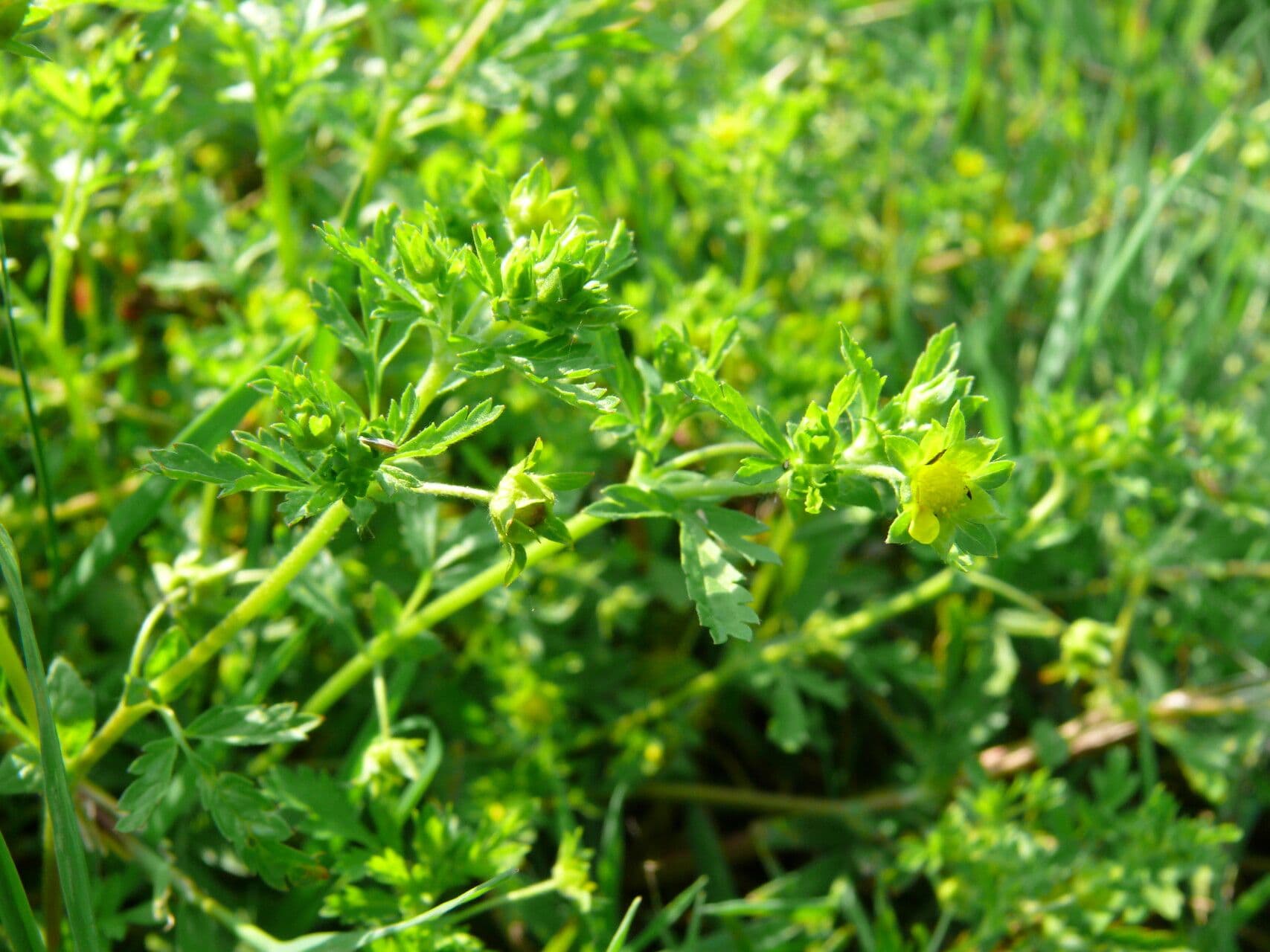 Potentilla supina