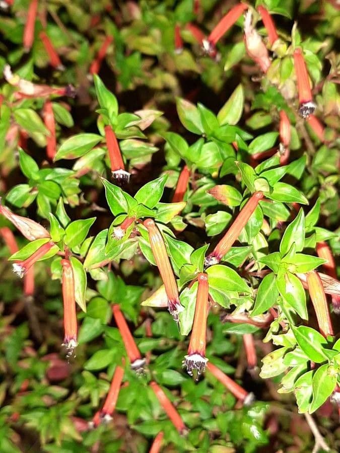 Ludwigia palustris