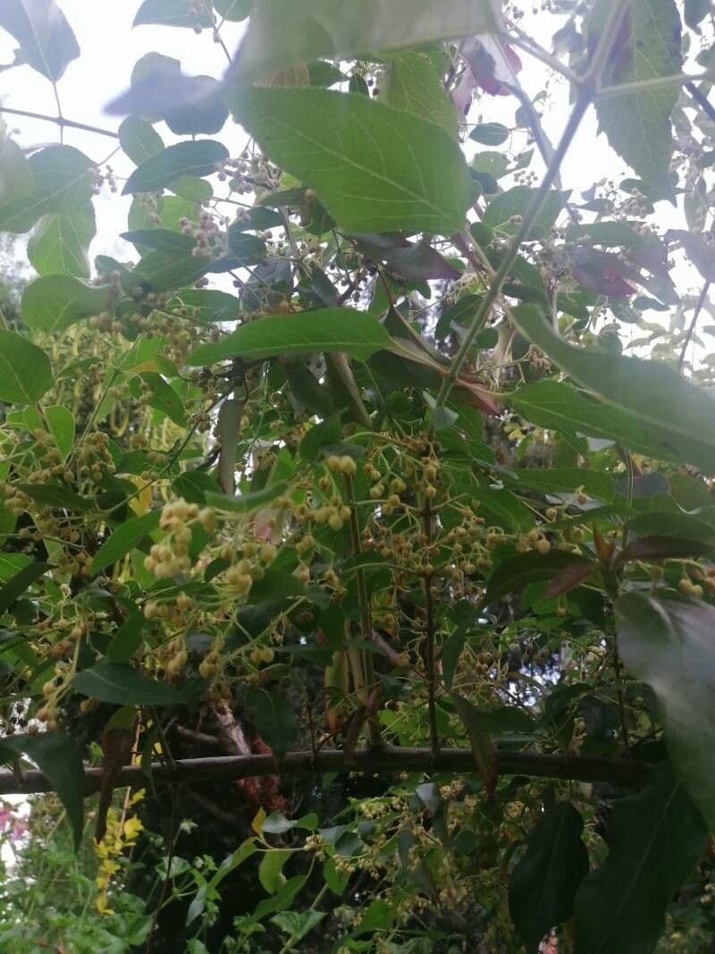 Aristotelia chilensis