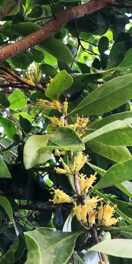 Ficus microcarpa