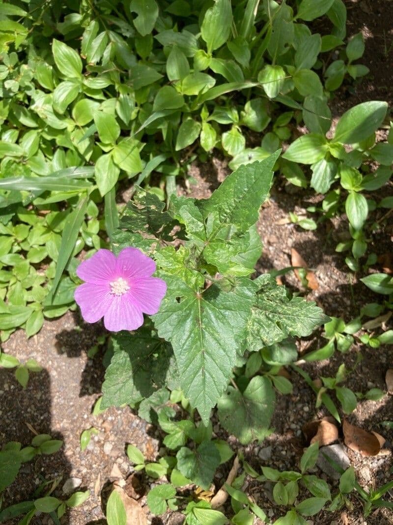 Anoda acerifolia