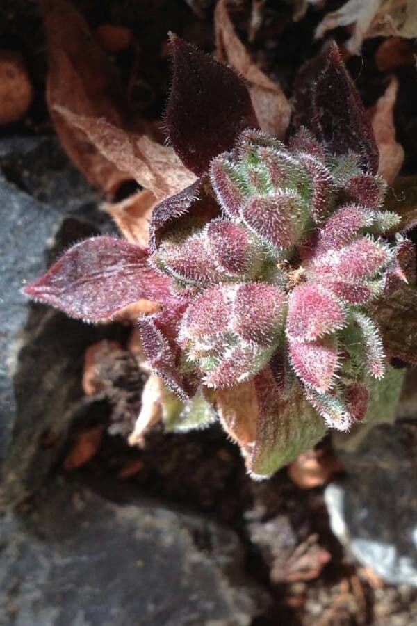 Sempervivum montanum