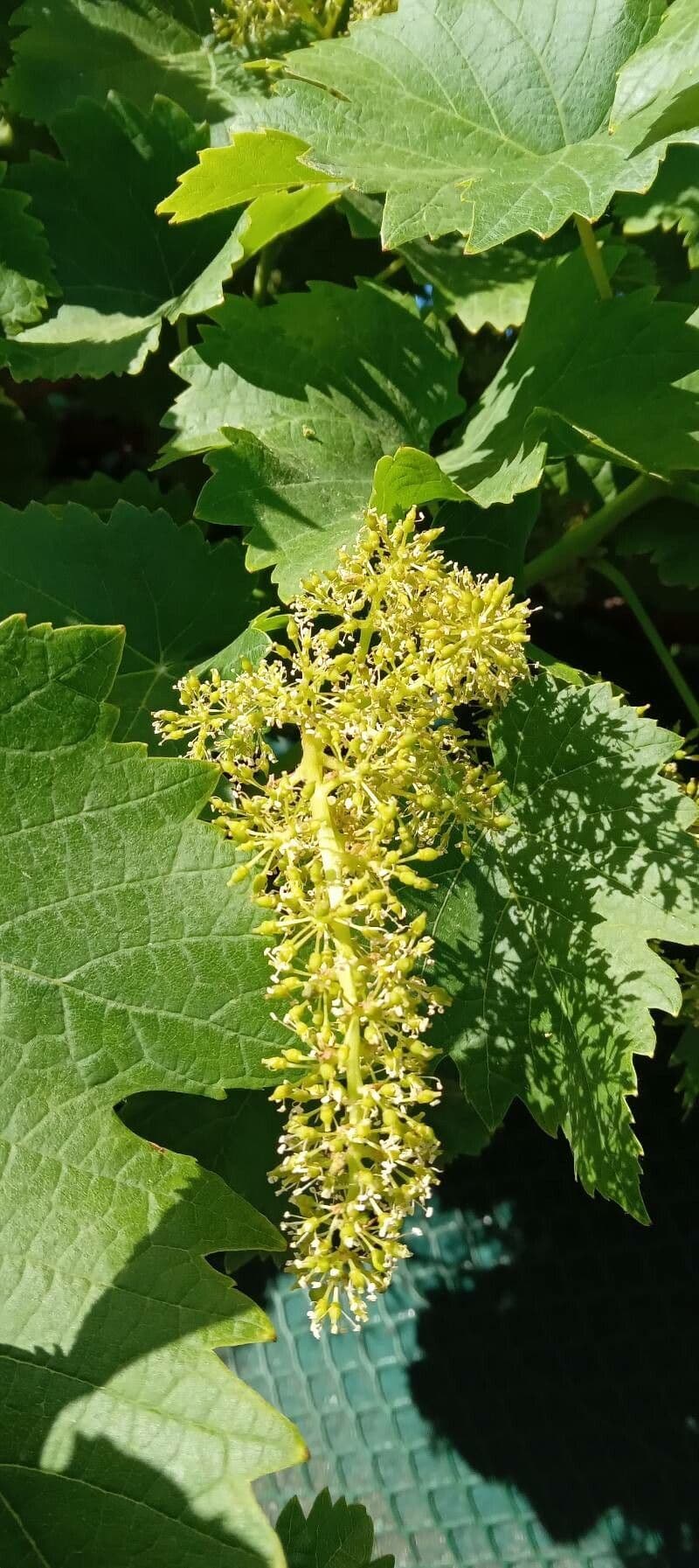 Vitis vinifera