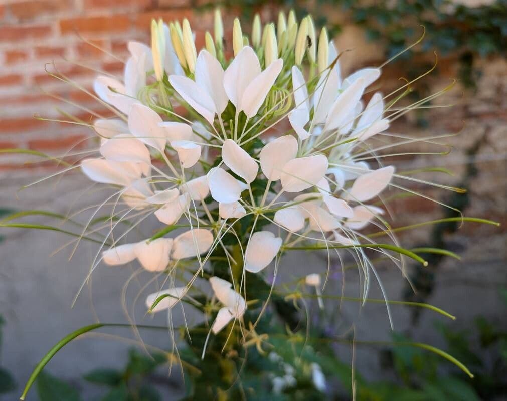 Cleome speciosa