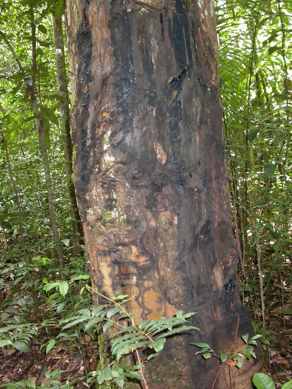 Homalolepis morettii