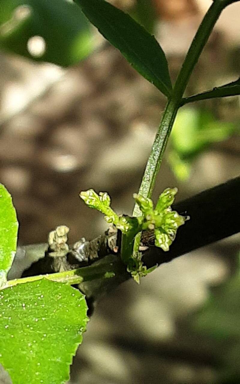 Zanthoxylum bungeanum