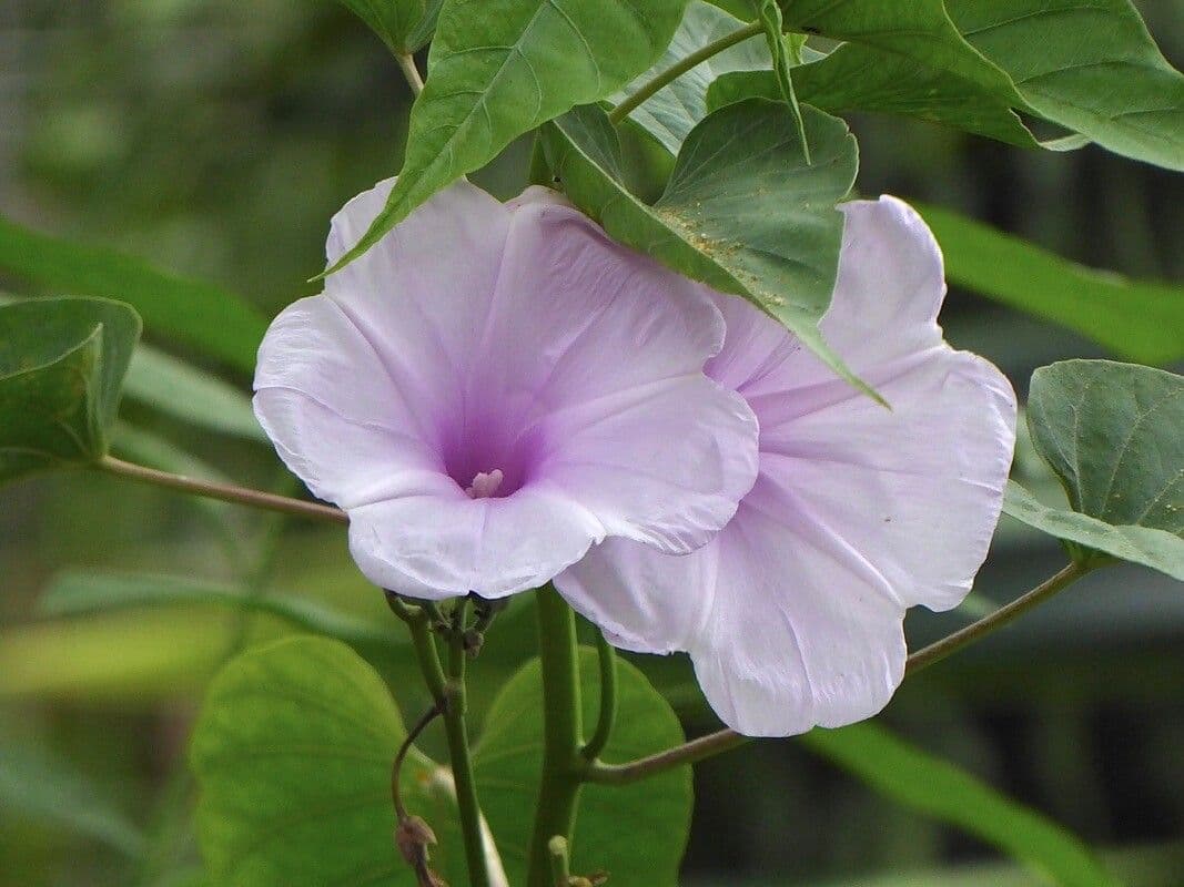 Ipomoea tiliacea