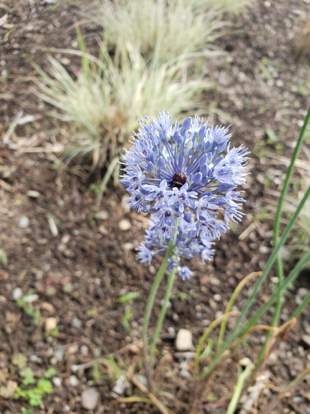 Allium caeruleum