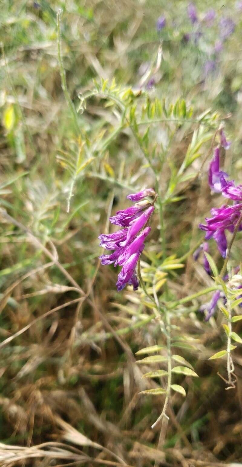 Vicia monantha