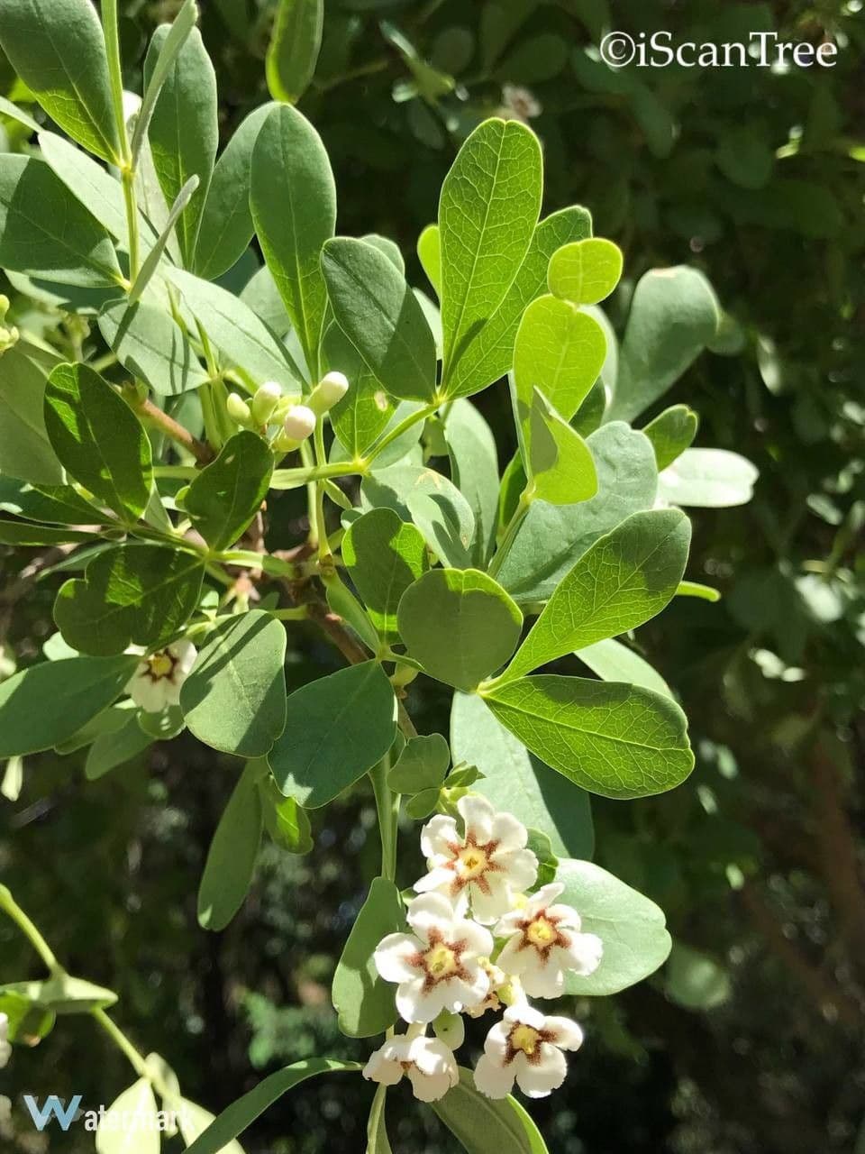 Schrebera alata