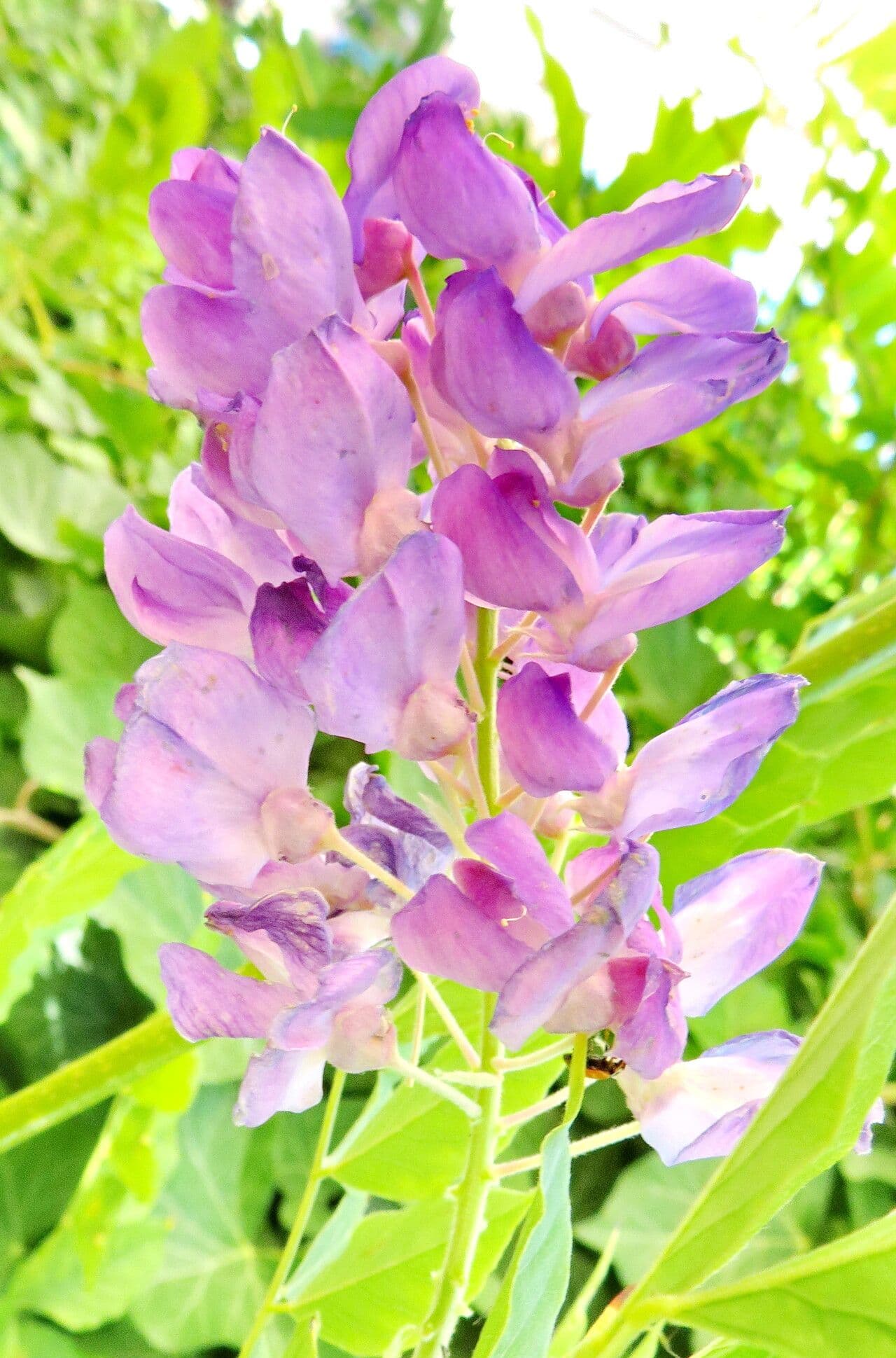 Wisteria frutescens